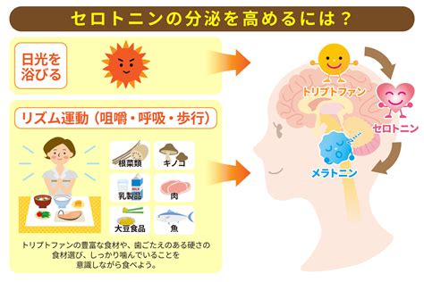 セロトニン キス|幸せホルモン「セロトニン」の作用や日常生活で増や .